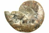 Cut & Polished Ammonite Fossil (Half) - Madagascar #208642-1